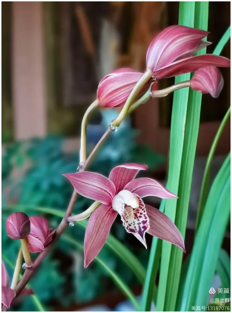 《兰花》明·薛网